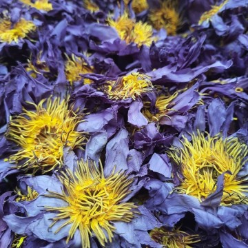 Modré lekno - kvet