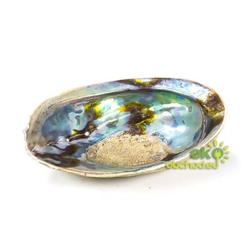 Abalone mušľa na vykurovanie extra kvalita, stredná