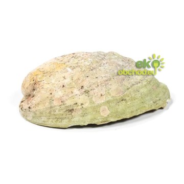 Abalone mušľa na vykurovanie extra kvalita, stredná