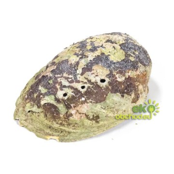 Abalone mušľa na vykurovanie extra kvalita, stredná