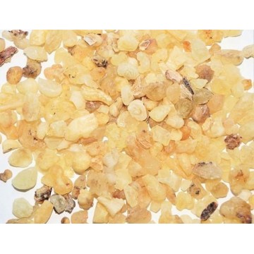 Kadidlo (Boswellia sacra ) – ADEN