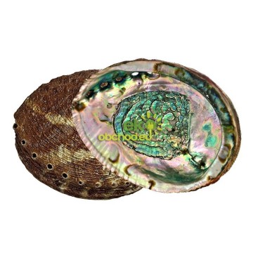 Abalone mušľa na vykurovanie extra kvalita, stredná
