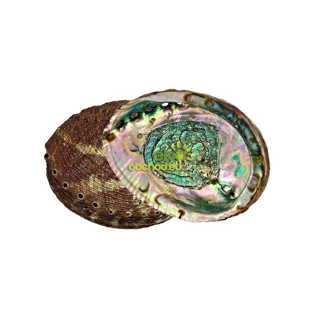 Abalone mušľa na vykurovanie extra kvalita, stredná